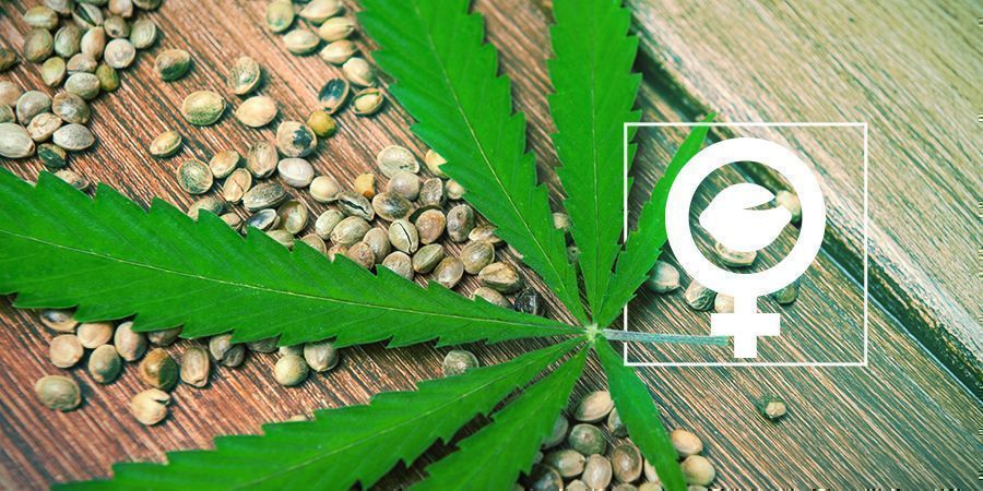 Cosa Sono I Semi Di Cannabis Femminizzati?