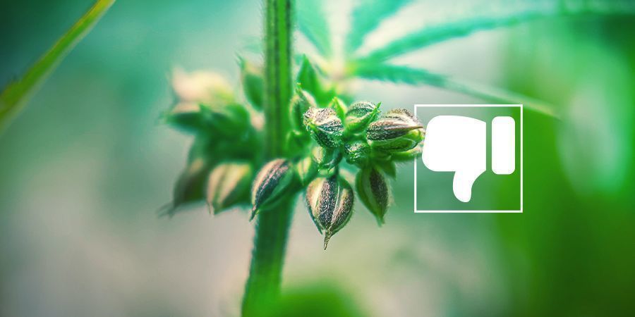 I Motivi per Cui (Probabilmente) Non Avete Bisogno di Piante di Cannabis Maschio