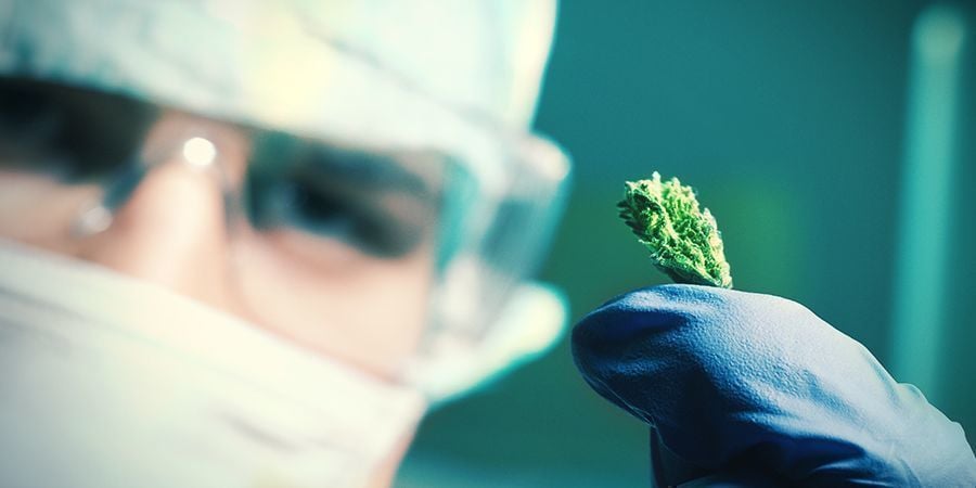 Come Vengono Fatti i Semi di Cannabis Autofiorenti?