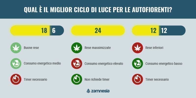 Qual È Il Miglior Ciclo Di Luce Per Le Autofiorenti? infografica