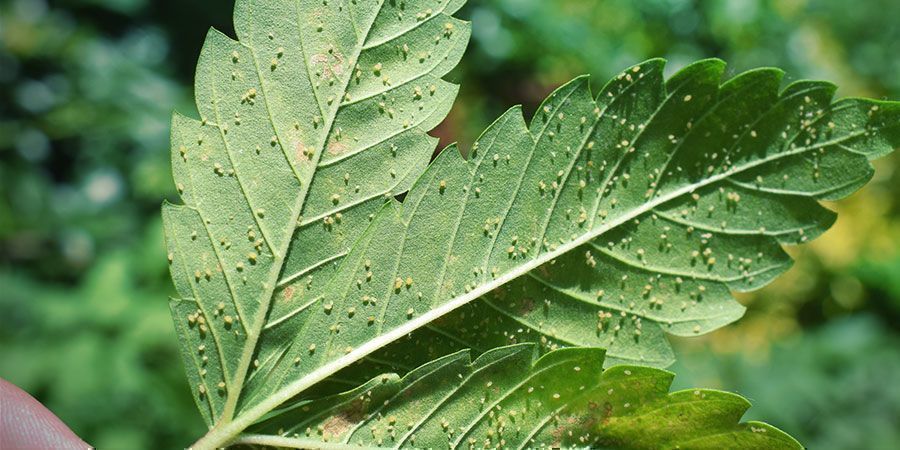 Perché Lavare le Cime Di Cannabis?