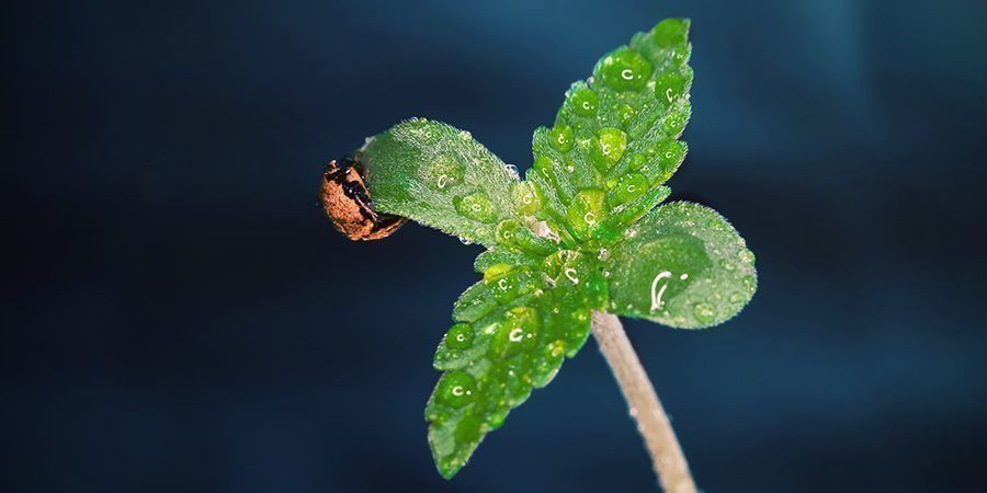 Quando Usare CO₂ Sulle Piante Di Cannabis