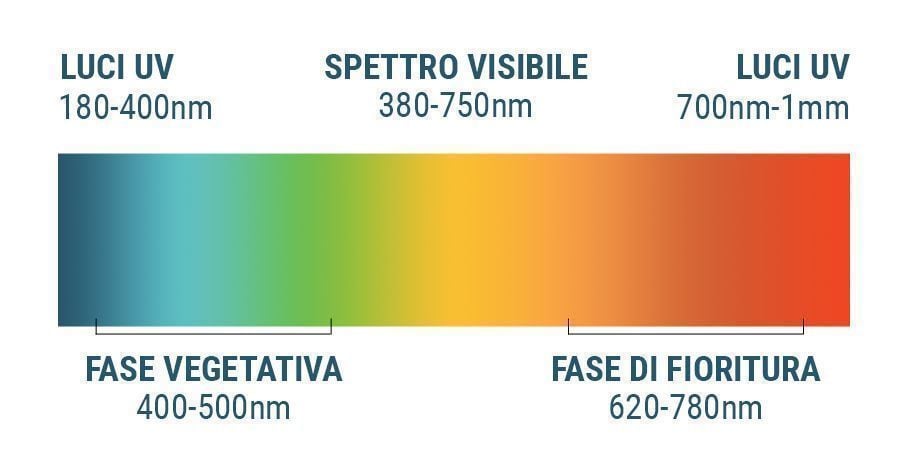 Lo Spettro Luminoso E La Cannabis