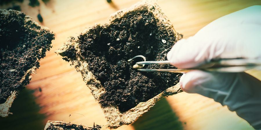 Cannabis Dimensioni E Tipo Di Vaso