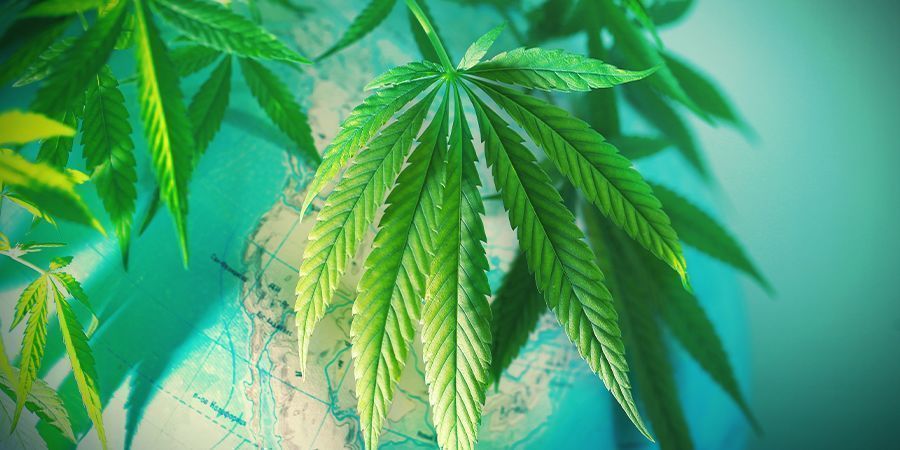 FASE 1: SCEGLIERE LA VARIETÀ DI CANNABIS IDEALE