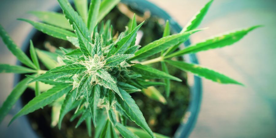 Coltivare Cannabis Sui Vostri Balconi: Vantaggi E Svantaggi