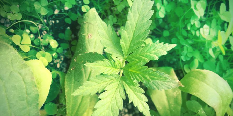 Consigli Per Chi Coltiva In Giardino