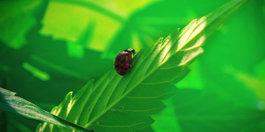 Vantaggi Del Mondo Naturale