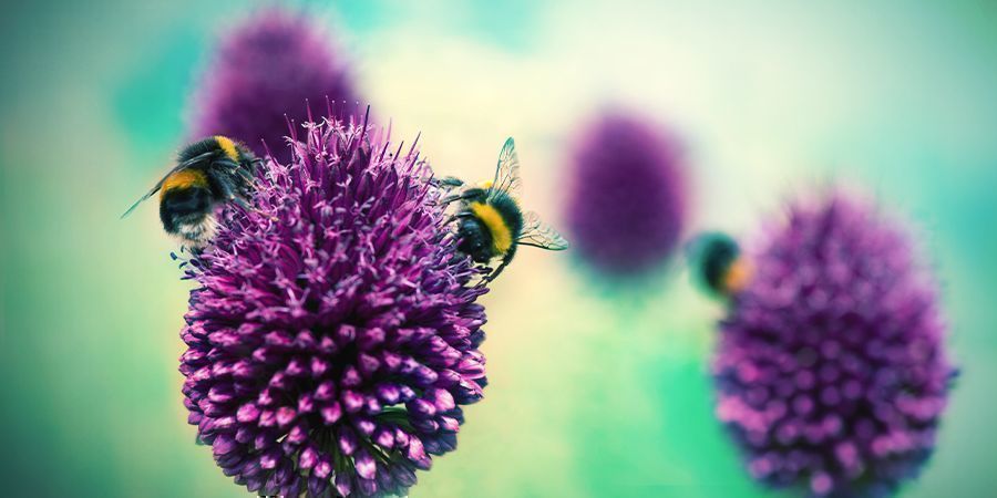 ERBA CIPOLLINA: UN REPELLENTE NATURALE