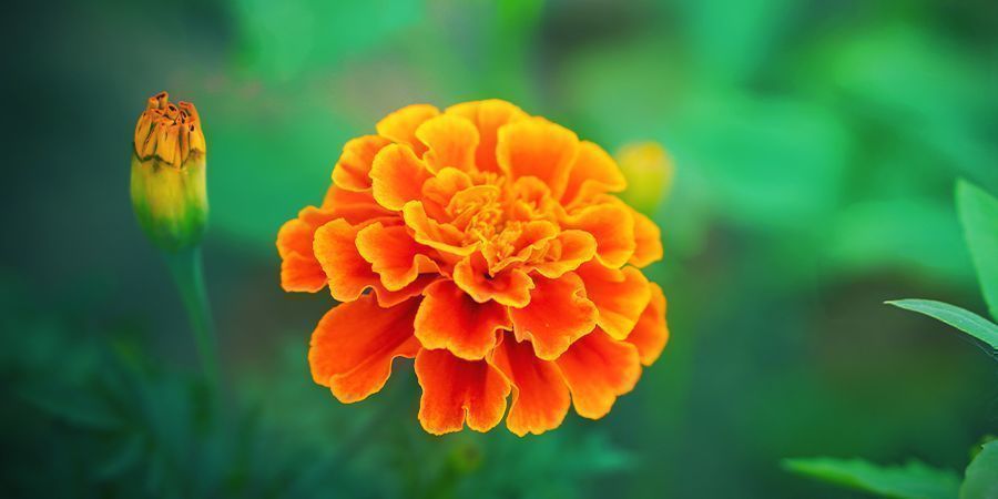 CALENDULE: GRANDIOSE PIANTE-COMPAGNO PER LA CANNABIS