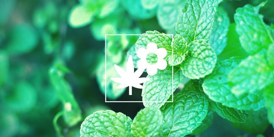 Pianta D'Accompagnamento Per Una Cannabis Migliore: Menta