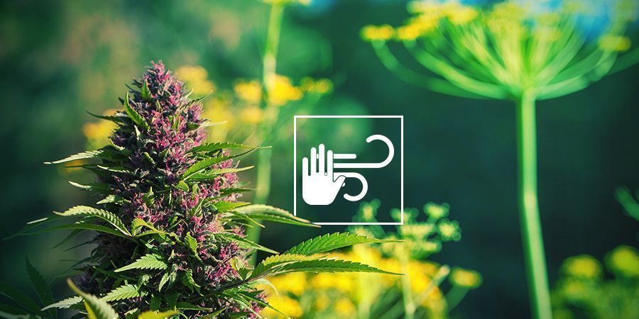 PROTEGGE LA CANNABIS DAL VENTO E DAL MALTEMPO