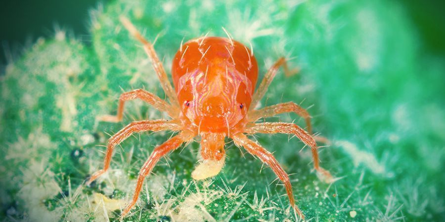 Acaro Predatore