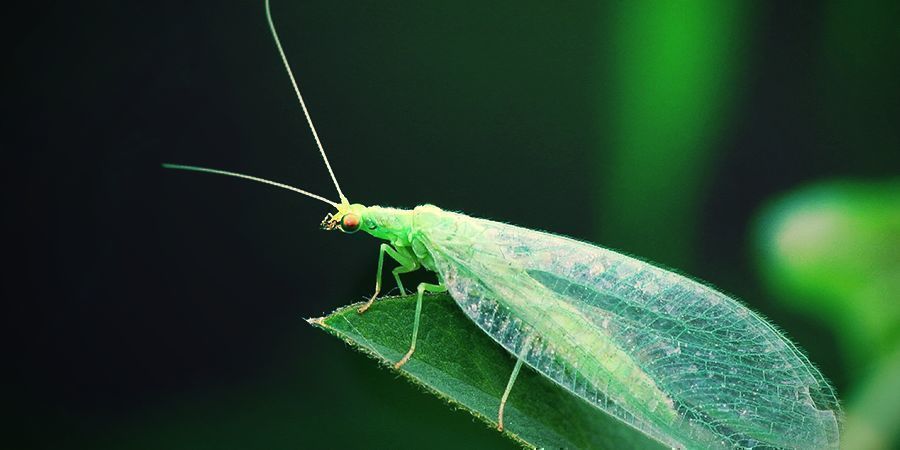 Crisopidi 