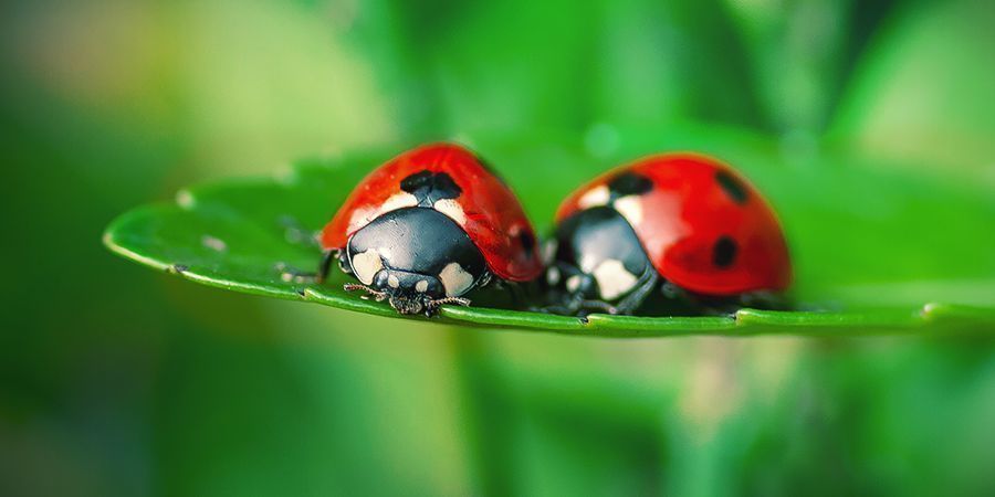 Coccinelle