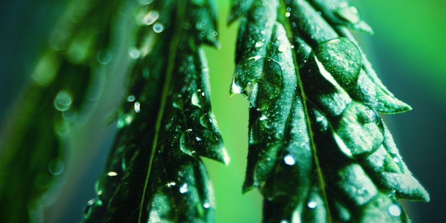 How To Use Neem Oil