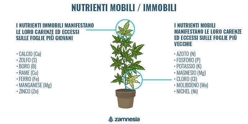 Nutrienti mobili vs immobili nelle piante