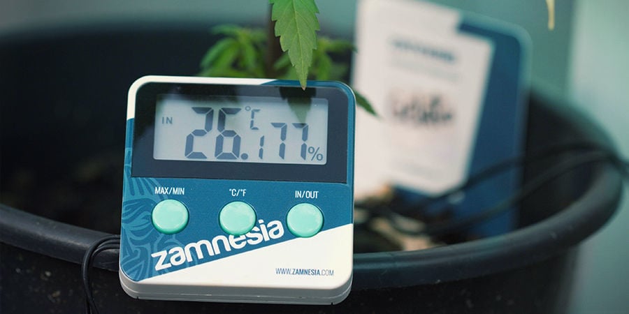 Come prevenire il marciume radicale nelle piante di cannabis