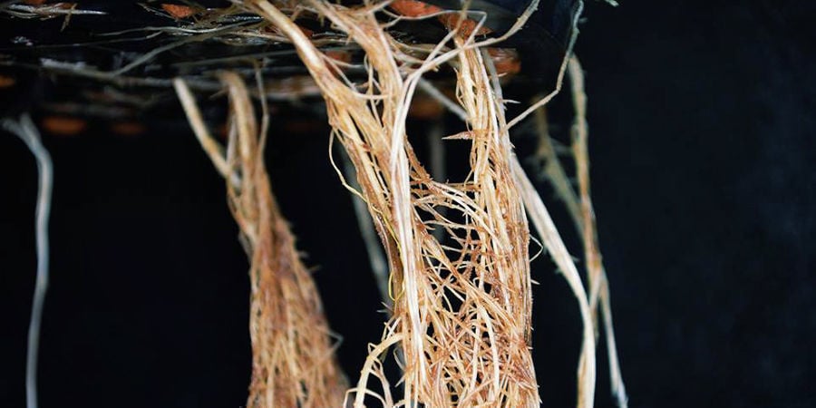 Che aspetto hanno le radici in decomposizione?