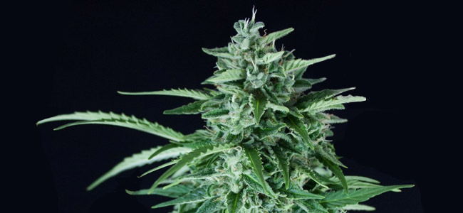 Llimonet Haze Auto CBD