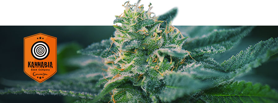 Informazioni Kannabia Informazioni Kannabia