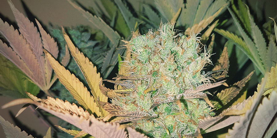 Karamelo aka Kreamy Karamel (kannabia)