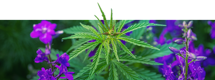 Consociazione Di Piante