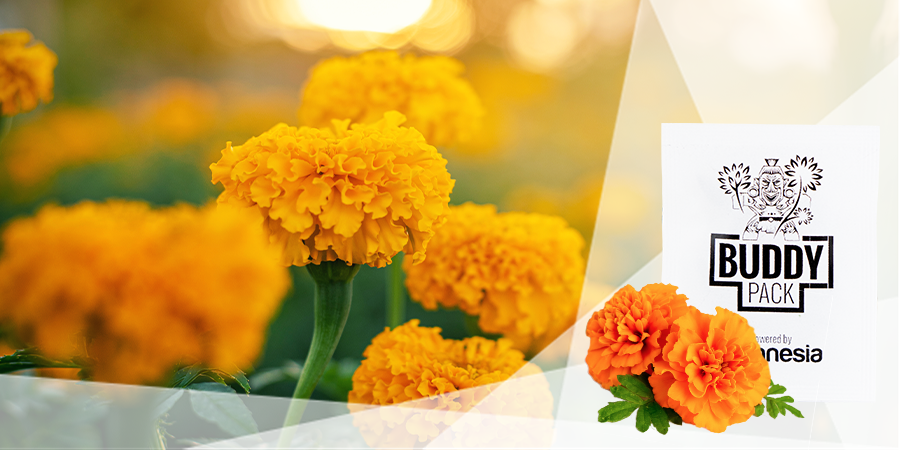 Nascondono La Piantagione Di Cannabis