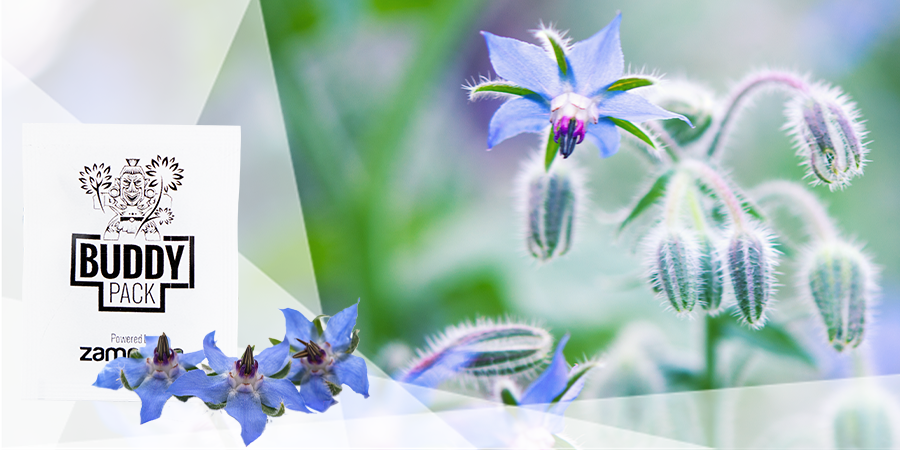 Forniscono Sostanze Nutritive Al Terreno E Ne Migliorano La Struttura