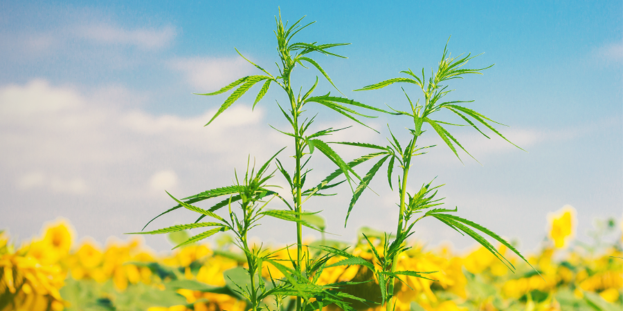 Cosa Rappresentano Le Piante Da Consociazione Per La Cannabis? Cosa Rappresentano Le Piante Da Consociazione Per La Cannabis?