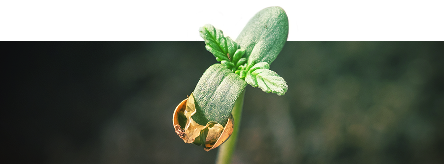 Informazioni Sulla Germinazione Della Cannabis