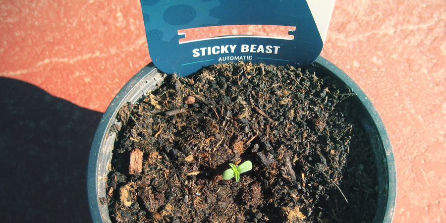 Come Far Germinare I Semi Di Cannabis