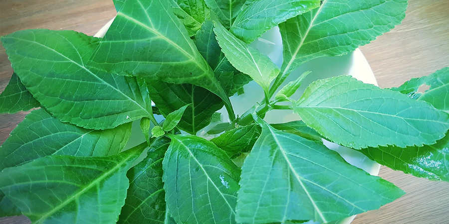 È Possibile Coltivare La Salvia Divinorum? È Possibile Coltivare La Salvia Divinorum?