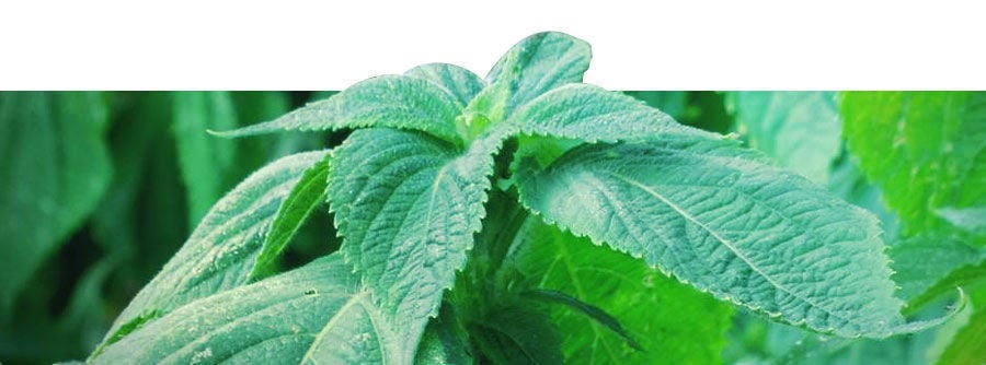 Informazioni Sulla Salvia Divinorum Informazioni Sulla Salvia Divinorum