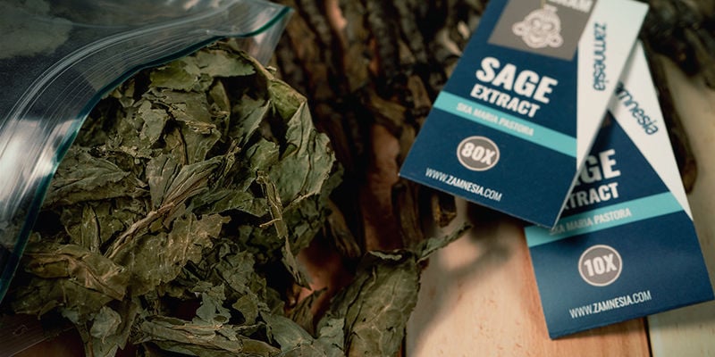Come Funziona La Salvia Divinorum? Come funziona la Salvia divinorum?