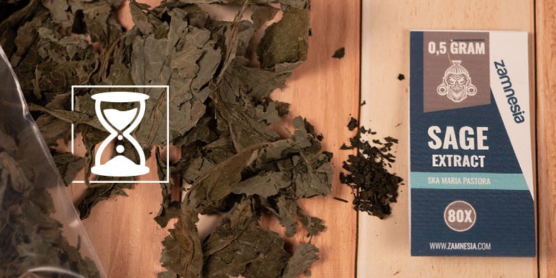 Quanto Durano Gli Effetti Della Salvia Divinorum? Quanto durano gli effetti della Salvia divinorum?