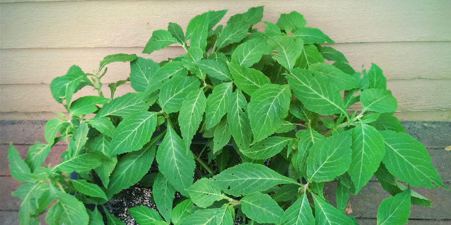 Con Quali Altri Nomi È Conosciuta La Salvia Divinorum? Con quali altri nomi è conosciuta la Salvia divinorum?