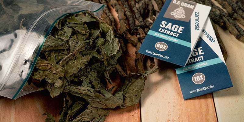 Quali Sono I Tipi Di Salvia Disponibili? Quali Sono I Tipi Di Salvia Disponibili?