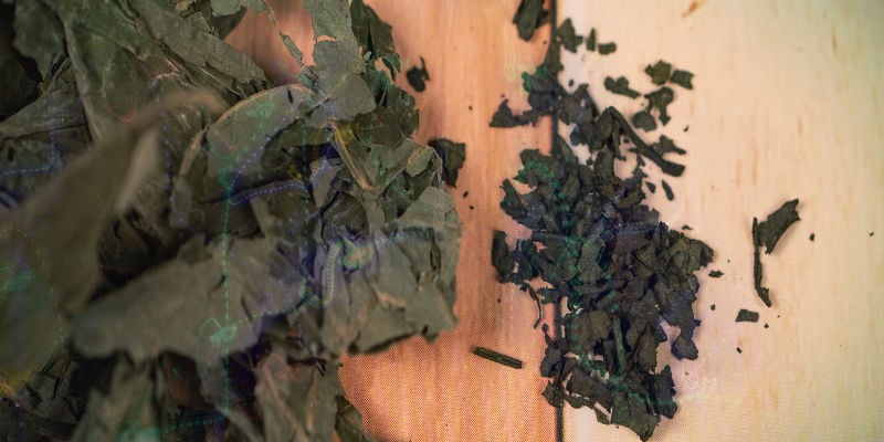 Perché La Salvia, A Volte, Induce Trip Terrificanti? Perché la salvia, a volte, induce trip terrificanti?