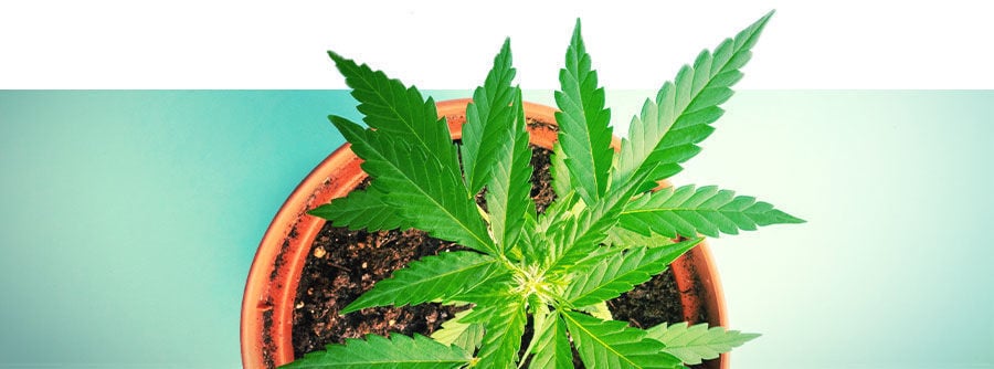 Semi Di Cannabis Autofiorenti