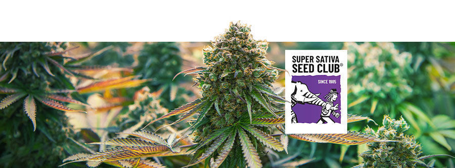 Informazioni su Super Sativa Seed Club