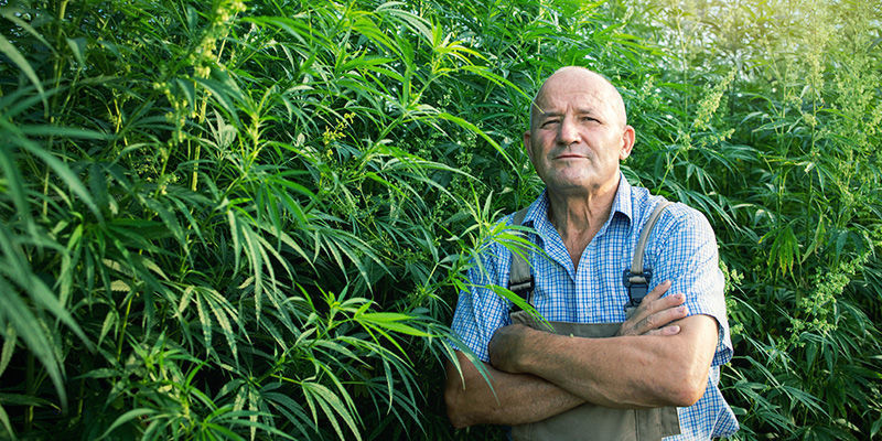 SSSC (Super Sativa Seed Club) ai Giorni Nostri