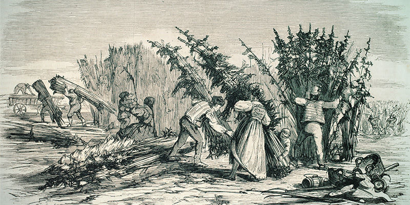 Le Origini Di SSSC (Super Sativa Seed Club)