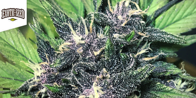 Black Lemon Auto - Exotic Seeds Black Lemon Auto - Exotic Seeds