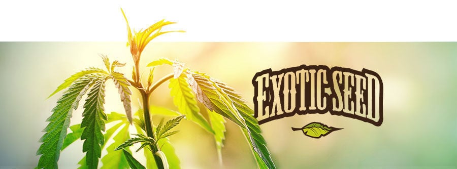 Exotic Seed - Semi Di Cannabis Exotic Seed - Semi Di Cannabis