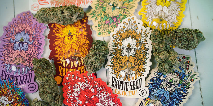 Come Vengono Confezionati I Semi Di Cannabis Di Exotic Seed? Confezionati Semi Cannabis Exotic Seed