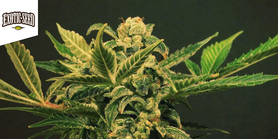 Russian Automatic - Exotic Seed Russian Automatic - Exotic Seed