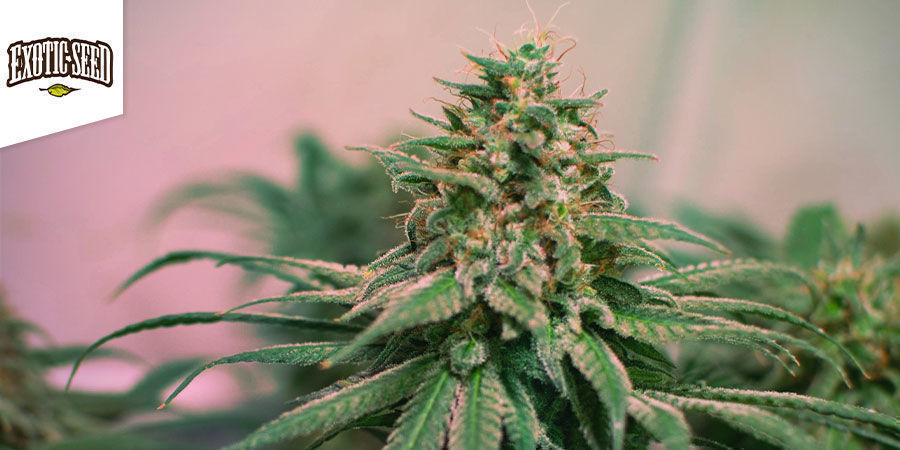 Spicy Bitch - Exotic Seed Spicy Bitch - Exotic Seed