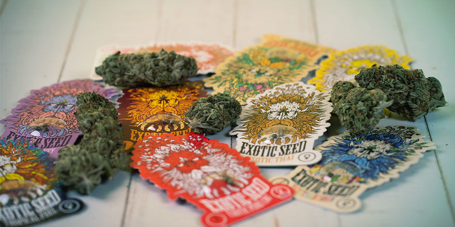 Chi È Exotic Seed? Chi È Exotic Seed?