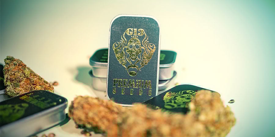 Quali Sono Le 3 Migliori Varietà Di Cannabis Di G13 Labs? 3 Migliori Varietà Cannabis G13 Labs